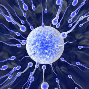 Fertility In Women - What Is Low Progesterone Infertility?